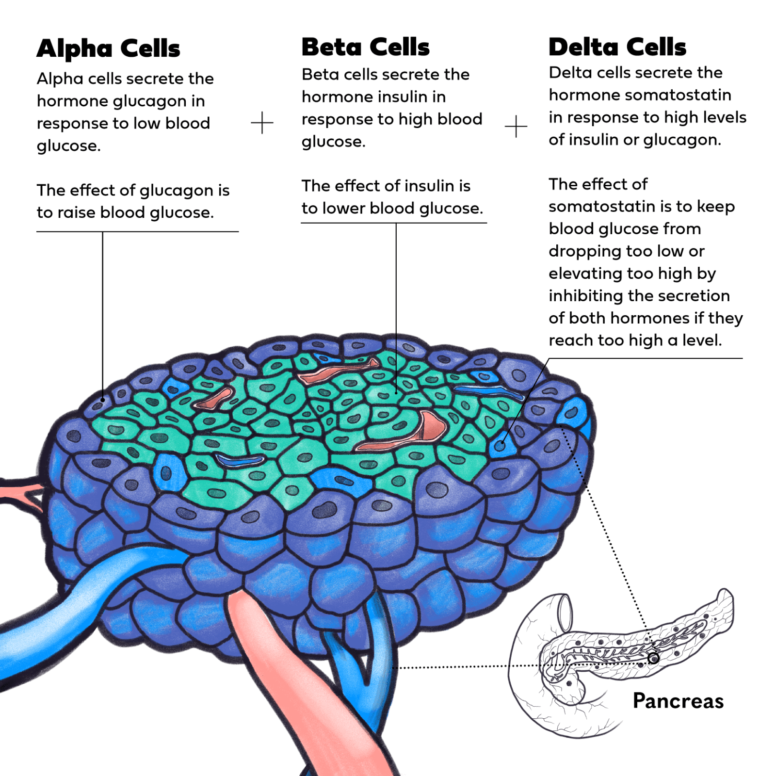 Islet illustration